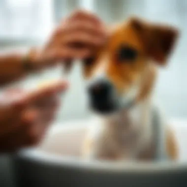 An owner applying flea treatment to a dog's coat with care.