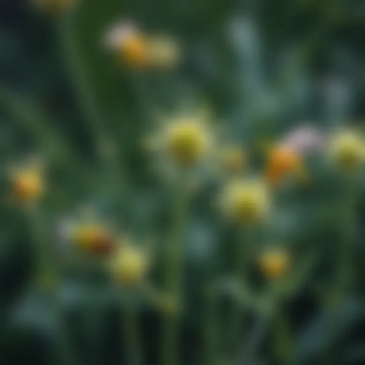 Illustration of common dill pests affecting plant health