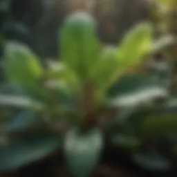 Vibrant paddle plant showcasing lush, thick leaves