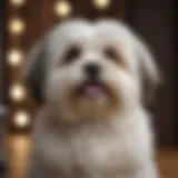 Fluffy Havanese dog being groomed