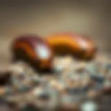 Comprehensive Insights into Banana Slugs: A Detailed Exploration Introduction
