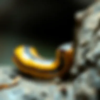 Notable Comprehensive Insights into Banana Slugs: A Detailed Exploration Notable Comprehensive Insights into Banana Slugs: A Detailed Exploration