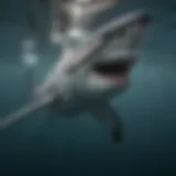 A majestic great white shark gliding through crystal-clear waters.