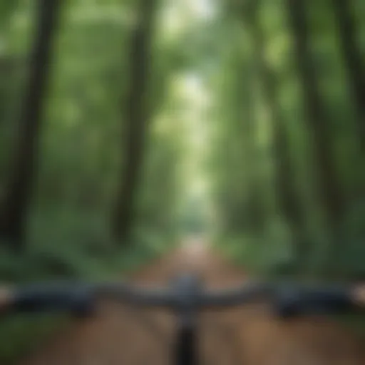 Lush Forest Canopy Over Bike Trail