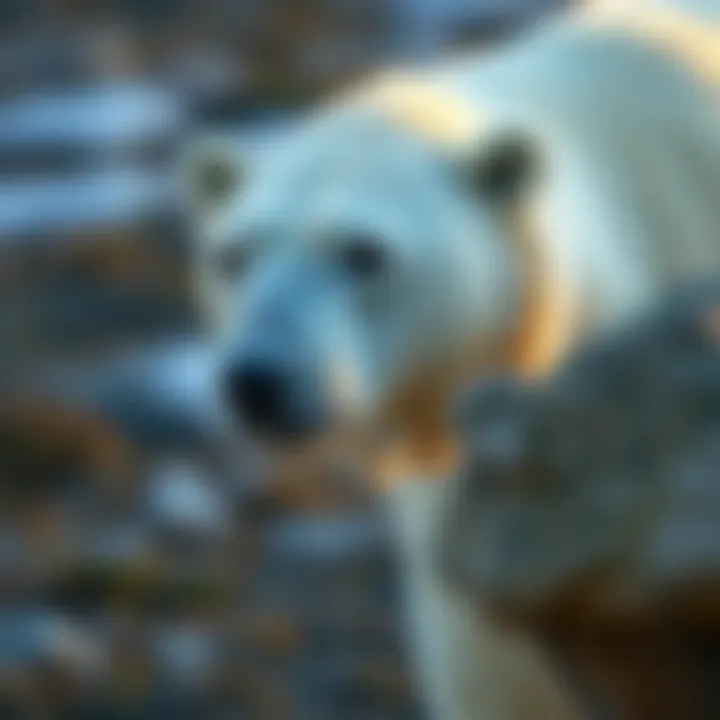 Conservation Strategies Supporting Polar Bear Survival Conservation efforts for polar bears