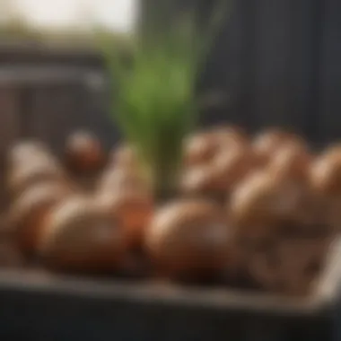 A container filled with rich soil for growing onions