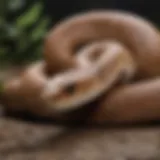 Majestic Copperhead Snake in Northern Virginia