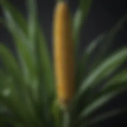 Botanical Elegance of a Corn Plant