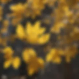 Cottonwood Tree Leaves Causing Allergic Reaction