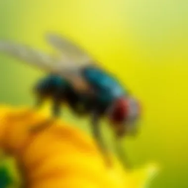 Maintaining a pest-free space