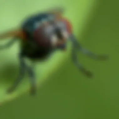 Understanding fruit fly behavior