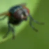 Fruit Fly Behavior Insights Understanding fruit fly behavior