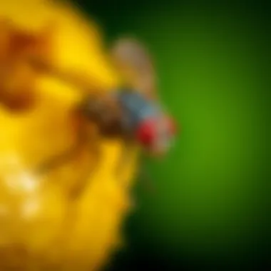 Understanding Fruit Fly Behavior Detailed view of fruit fly behavior near trap