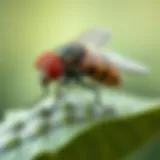 Effective Homemade Fruit Fly Trap Homemade fruit fly trap with natural baits