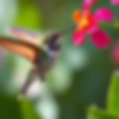 Close-up of a hummingbird feeding on nectar