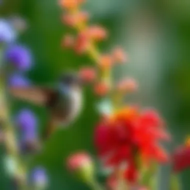 Diverse plant selection for a hummingbird garden