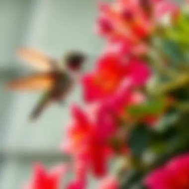 Vibrant flowering plants attracting hummingbirds