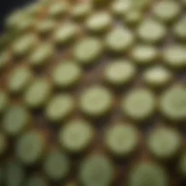 Close-up of cucumber seeds