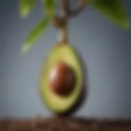 Close-up of an avocado seed sprouting roots