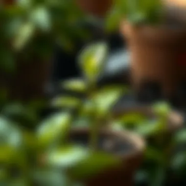 Healthy avocado sapling in a pot