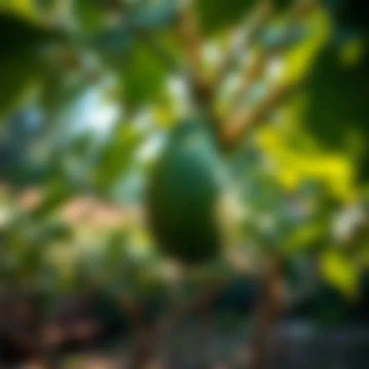 Mature avocado tree in a garden
