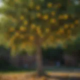 Lush lemon tree with vibrant yellow fruits