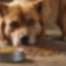 Curious dog sniffing cat food