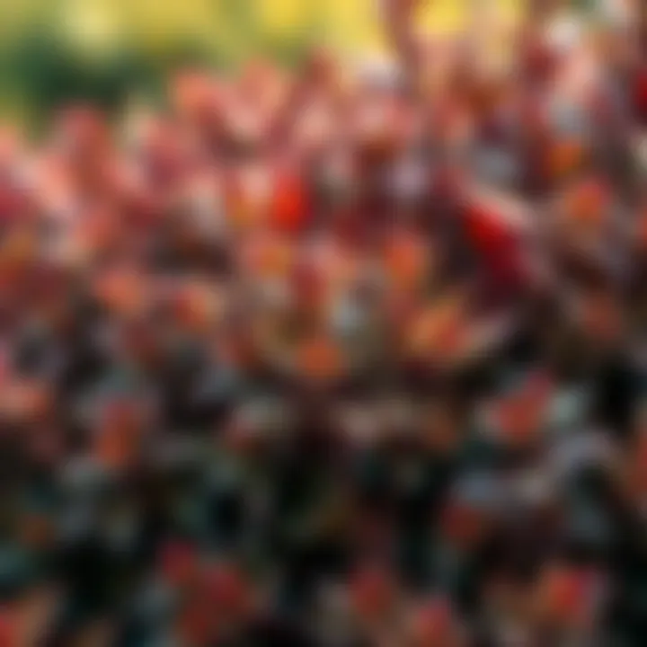 Unique Foliage of Deer Resistant Bush Close-up of a deer resistant bush showcasing its unique foliage