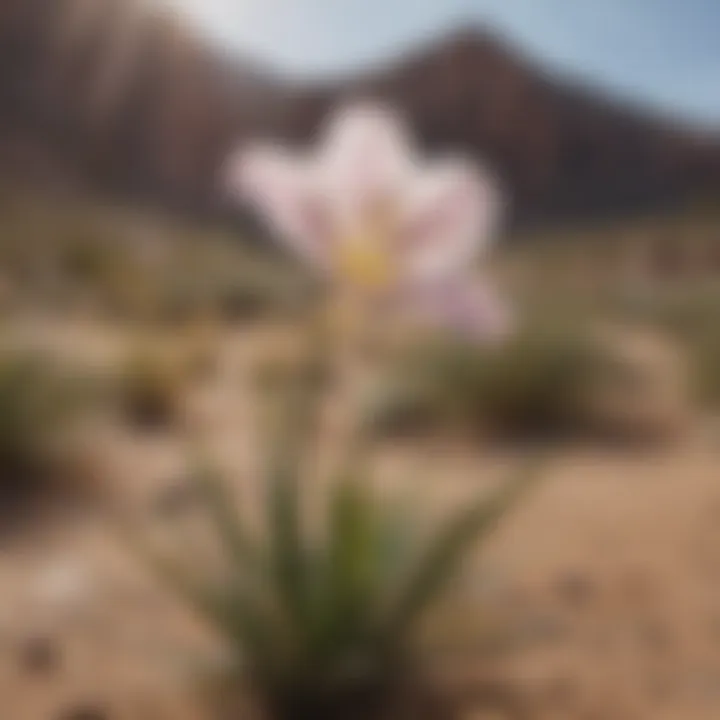 Majestic Desert Mariposa Lily thriving in arid terrain