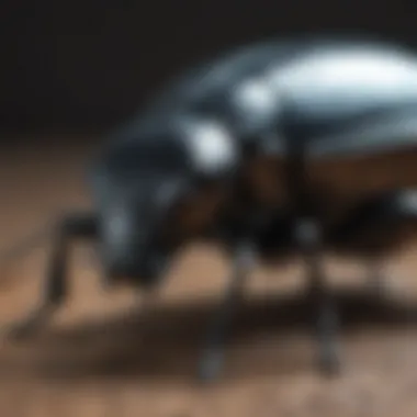 Detailed Macro Shot of Beetle for Taxidermy Project