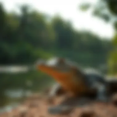 Crocodilian basking in the sun near a river, a living link to the prehistoric era.