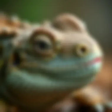 Close-up of a reptile with unique scales, illustrating evolutionary adaptations over millions of years.