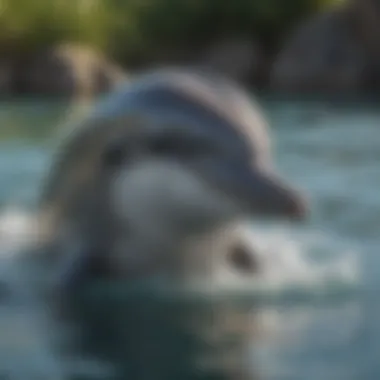 A playful dolphin illustrating joy and intelligence