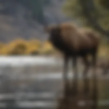 Diverse wildlife thriving along the banks of Yellowstone River