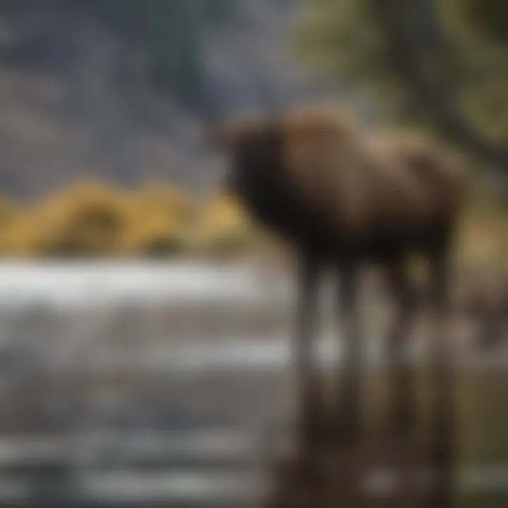 Diverse wildlife thriving along the banks of Yellowstone River