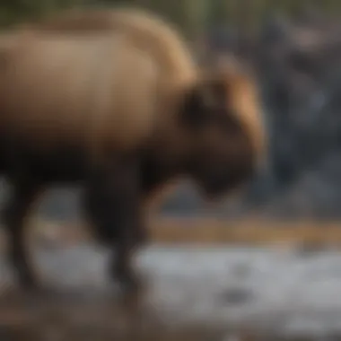 Diverse Wildlife in Yellowstone National Park