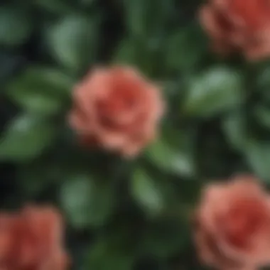 Lush Foliage of Easy Care Roses Close-up of Healthy Easy Care Rose Leaves