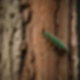 Emerald Ash Borer larvae beneath tree bark