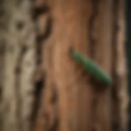 Emerald Ash Borer larvae beneath tree bark