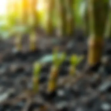 Close-up of bamboo shoots emerging from the soil