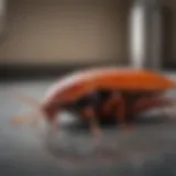 Close-up of a cockroach on a kitchen surface