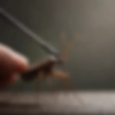 Precision Tweezers for Tick Removal Tick removal tweezers in action