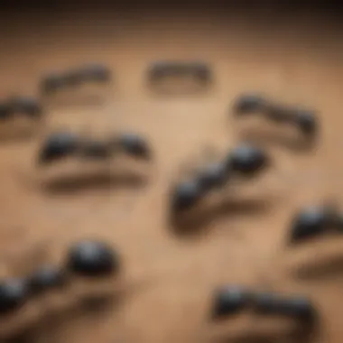 Diagram showing different types of black ants