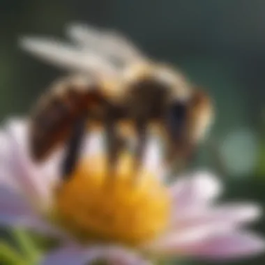 The Beauty of Bee Pollination Bee Pollination in Action
