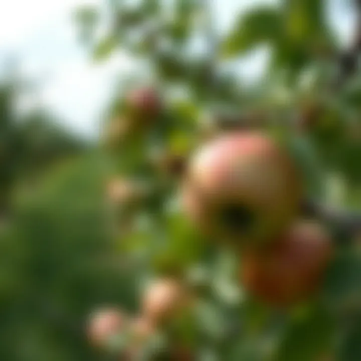 Best Practices for Apple Orchard Management Apple orchard management practices