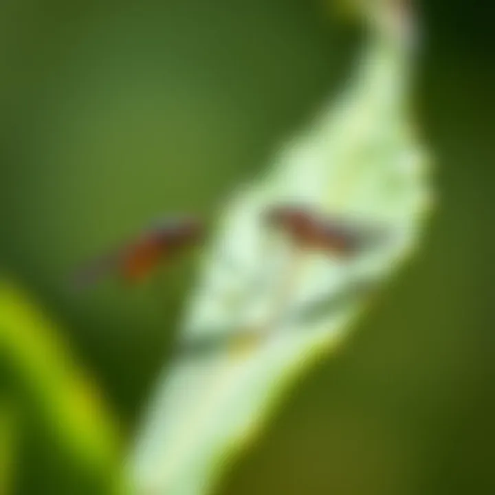 Close-Up of Gnats on Foliage A close-up of gnats resting on a plant leaf