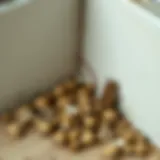Detailed view of mouse droppings in a corner
