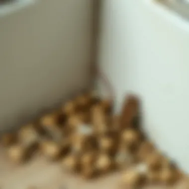 Identifying Signs of Infestation Detailed view of mouse droppings in a corner