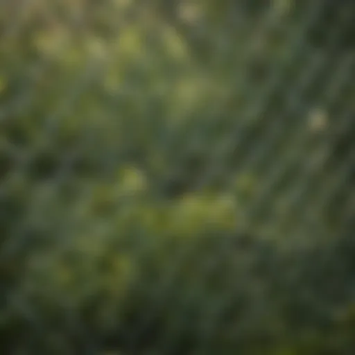 Close-up of netting protecting a garden