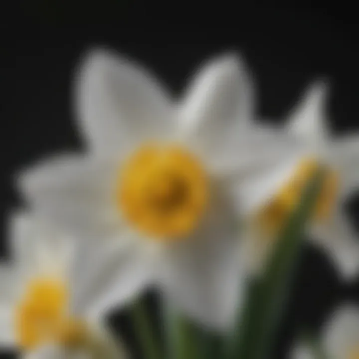 Close-Up of White Daffodil Petals Unfolding